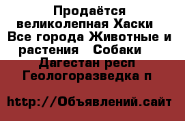 Продаётся великолепная Хаски - Все города Животные и растения » Собаки   . Дагестан респ.,Геологоразведка п.